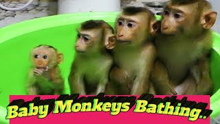 The monkey king 2023 baby monkey funny video  monkey animal [upl. by Bourne]