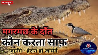 Special Bird जो साफ़ करती इस जानवर के दाँत ploverbird crocodile ploverteethcleaner crocodilebird [upl. by Eetnom]