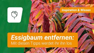 Essigbaum entfernen Mit diesen Tipps werdet ihr ihn los [upl. by Annuaerb]