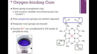 024O2binding Core of Hb amp Mb [upl. by Reteid]