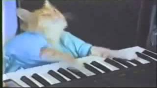 Keyboard Cat 10 Hours [upl. by Aihk]