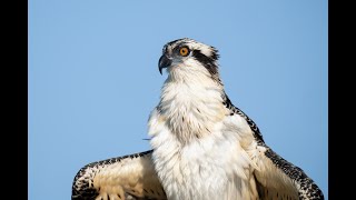 BIRDS AS ART Monopod Tips amp Thoughts [upl. by Aihsinat]