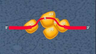 RNA Splicing HD Animation [upl. by Rosalinde]