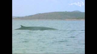 Two Fin Whales Balaenoptera physalus in the Adriatic Sea [upl. by Zink]