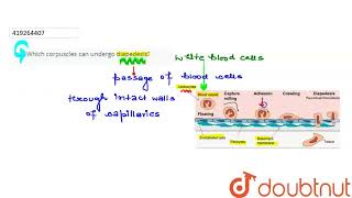 Which corpuscles can undergo diapedesis  CLASS 11  BODY FLUIDS AND CIRCULATION  BIOLOGY  D [upl. by Cleopatra683]