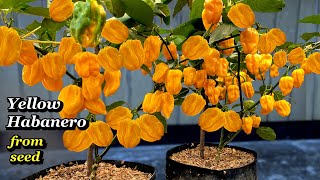 Growing Yellow Habanero Peppers from Seed  Step by Step [upl. by Nomzed]