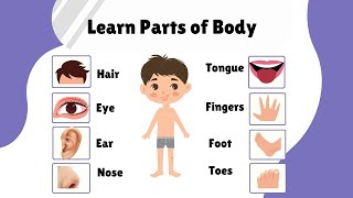 Learn Parts of Body Name in English  Human Body Parts  Basic English Learning [upl. by Aitan]