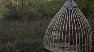 Chakor Sound  Red Legged Partridge Speaking  Chakor ka Shikar [upl. by Bidget]