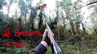 La Beccaccia in testaSaetta nel Bosco  Caccia alla Beccaccia  Gennaio 2024  Caza de Becada [upl. by Fassold]