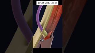 Spermatic Cord Embryology [upl. by Ahseram]