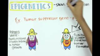 Epigenetics Methylation Acetylation and ncRNA [upl. by Relda]