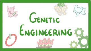 GCSE Biology  Genetic Engineering 82 [upl. by Kaplan]