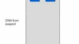 RFLP  Restriction Fragment Length Polymorphism Flash LectureDNA Fingerprinting [upl. by Rigdon]