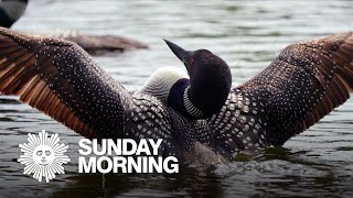 Nature Loons in Massachusetts [upl. by Irabaj464]