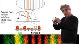 Mike Levine UC Berkeley Part 1 Transcriptional Precision Enhancers [upl. by Aisila63]