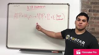 PCr Resynthesis [upl. by Elise]