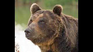 A Triple Grizzly Attack The Most Amazing Bear Attack Ever [upl. by Chaffee]