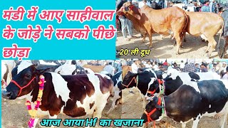 कीमत 45000₹ ।आज आए साहीवाल और Hf गाय के शाही जोड़े। Parsi Pashu Mandi।Cow Bajar। Cow Mela।Jarsi Cow। [upl. by Epotimet]