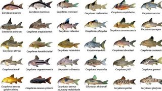 Corydoras ID Compilations part1 Awesome Cory Catfish For Aquarium Corydoras Collection Rare Cory [upl. by Nimrak]