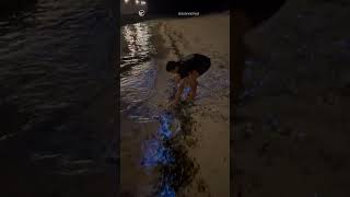 Bioluminescent plankton beach in Maldives bioluminescence beach shorts [upl. by Eberto]