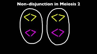 424 Explain that nondisjunction can lead to changes in chromosome number [upl. by Arutak]