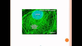 Microfilaments Intermediate Filaments and Microtubules [upl. by Ahens649]