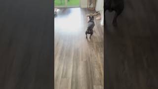 My frenchie on his zoomie mode😆 dog puppy bulldog frenchie frenchielife zoomies doglover [upl. by Odnumyar]