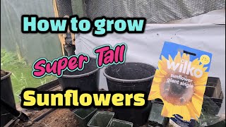 How to grow super tall sunflowers part 1 [upl. by Porett]