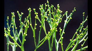 Psilotum sporophyte [upl. by Nabru514]