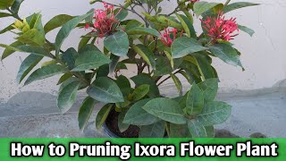 How to Pruning Ixora Flower Plant  Best way to pruning ixora flower plant  Ixora Care [upl. by Rimat]