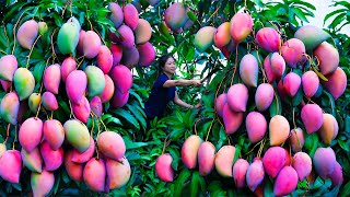 Harvesting Pink Mango amp Goes To Market Sell  Gardening And Cooking  Lý Tiểu Vân [upl. by Nalim]