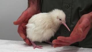 Second rare white kiwi hatches in New Zealand [upl. by Yenaled817]