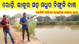 ରୋହି ଭାକୁର ସହ ଚିଙ୍ଗୁଡ଼ି ଚାଷ  Prawn farming with rohi bakura [upl. by Tillinger187]