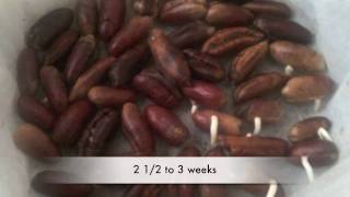 Date seed Germination [upl. by Jamieson18]