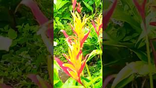 Heliconia psittacorumtrending flowers  Dhara 0 [upl. by Selby]