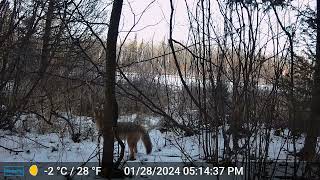 Tomahawk Trail Camera Nov 26 Feb 3rd 2024 [upl. by Denver]