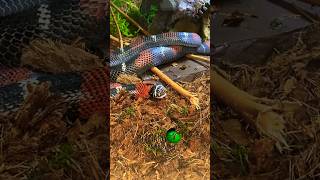 Check out the full video on my channel page molinarosnakelab shorts hognose petsnake reptiles [upl. by Colwen445]