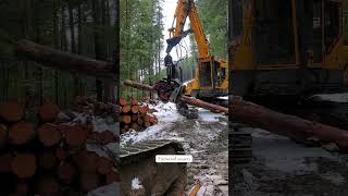 Firewood season autumn logging britishcolumbia firewood offgrid rural homestead [upl. by Onfroi530]