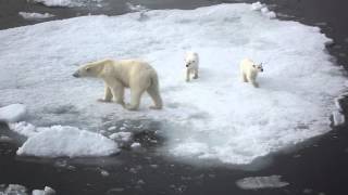 Silversea Expeditions  Arctic Expedition Cruises [upl. by Ocsecnarf447]