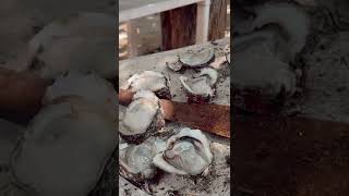 Fresh Oysters at Troncones Beach Guerrero Mexico  Mexican Street Food [upl. by Elexa]