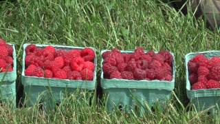 Different Varieties of Raspberries Part 1 [upl. by Annaer]