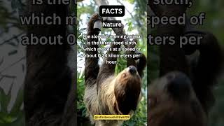 The slowest moving animal is the three toed sloth which moves at a speed of about 0 24 kilometers p [upl. by Ruel]