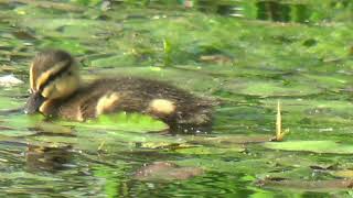 Kleine Wildentenküken am Dorfteich Kriepitz Mitte August 2021 [upl. by Cherri]