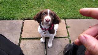 english springer spaniel at 10 weeks Percy [upl. by Thursby]