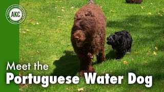 Meet the Portuguese Water Dog [upl. by Alisan]