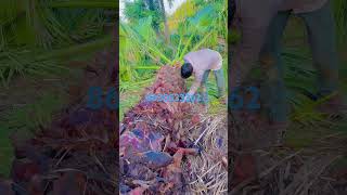 Washingtonia palm plants youtubeshorts viralvideo [upl. by Neeliak]