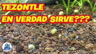 Tezontle como sustrato para Acuario Plantado [upl. by Tibbitts]