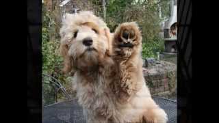 Lucky the Australian Labradoodle [upl. by Buroker]