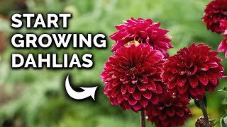 How to Plant Dahlia Tubers From Start to Finish [upl. by Ewart]