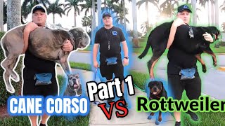 Where Does the Name Cane Corso Come From [upl. by Anih]